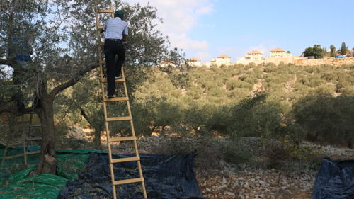 Appel à action : Récolte des olives 2018 – Rejoignez ISM
